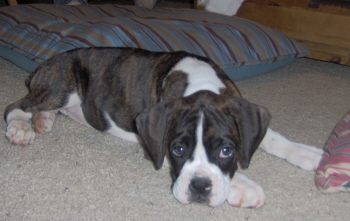 Sadie @9wks resting