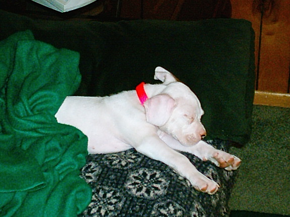 sadie after a long play with the kids