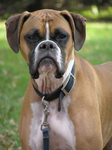 Sadie Almost 3  yrs old