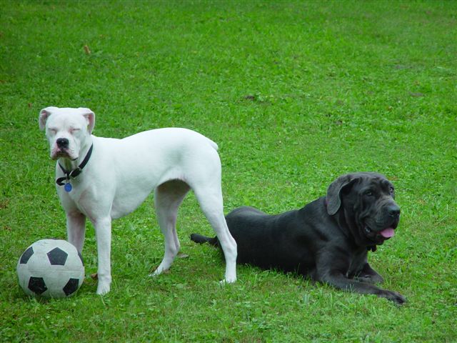 Sadie and bella