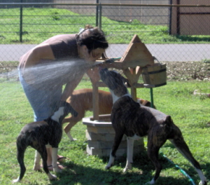 Sadie and Goldie enjoying the water
