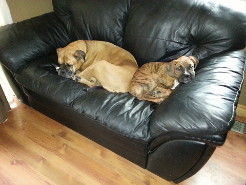 Sadie and Jack chillin