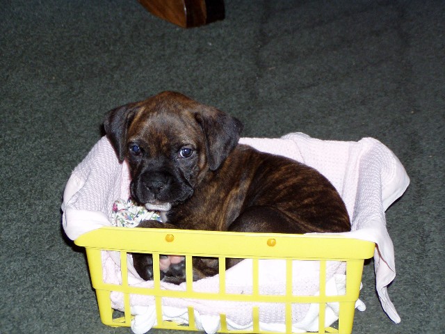 sadie at 6 weeks