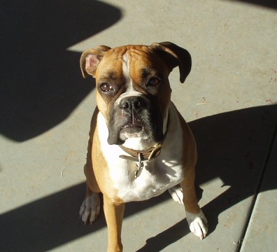 Sadie at Attention