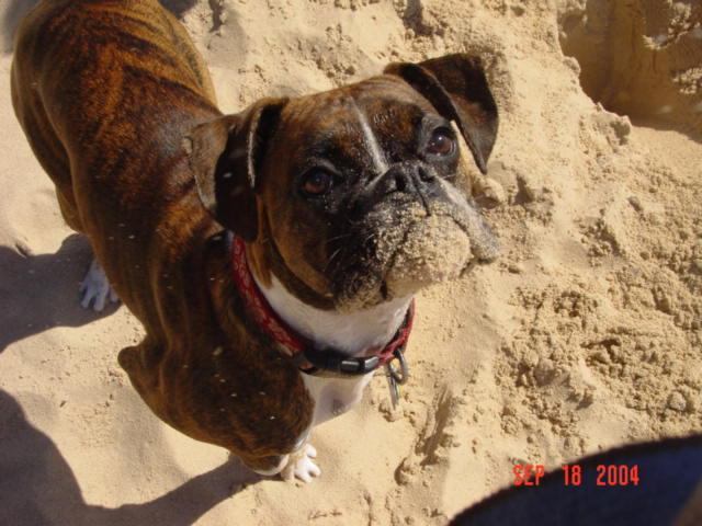Sadie at the Beach!