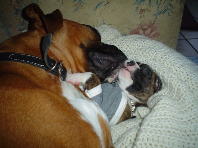 Sadie & Bailey