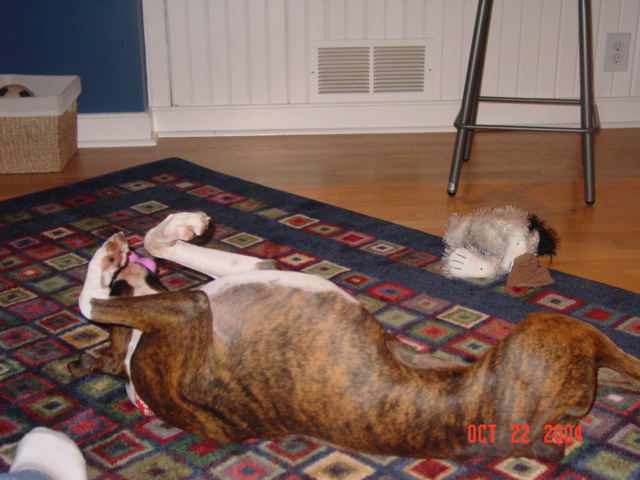 Sadie being a typical boxer