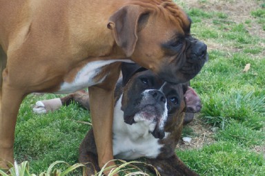 Sadie & Bella