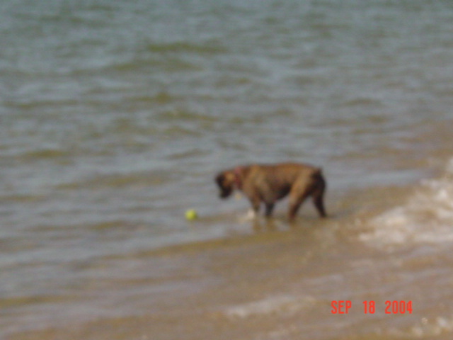 Sadie braves the water.