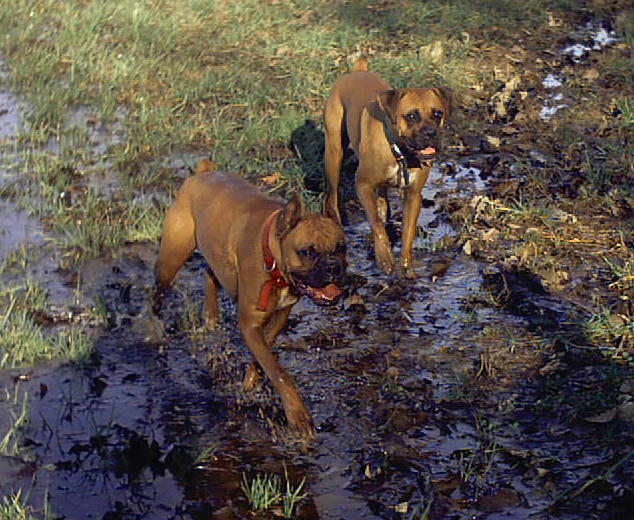 Sadie & Daisy