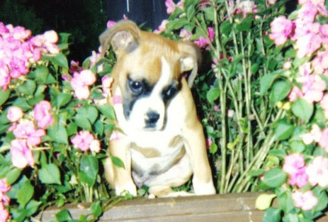 Sadie First venture into the flower box