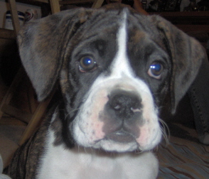 Sadie girl 9wks