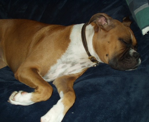 Sadie In the Love Sac