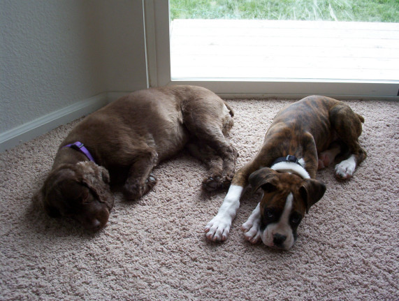 Sadie & Justice 3 months