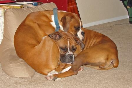 Sadie N Sam Snuggling