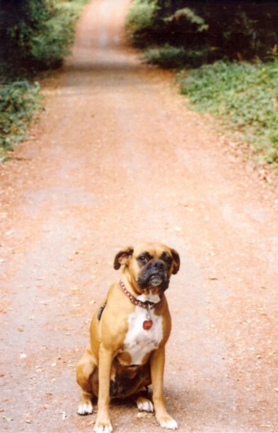 Sadie on Camping Trail