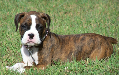 Sadie posing! Our Supermodel!!