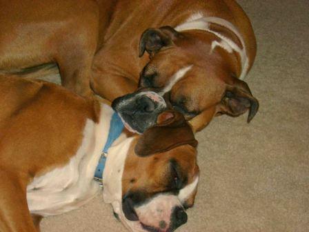 Sadie sleeping on Sam