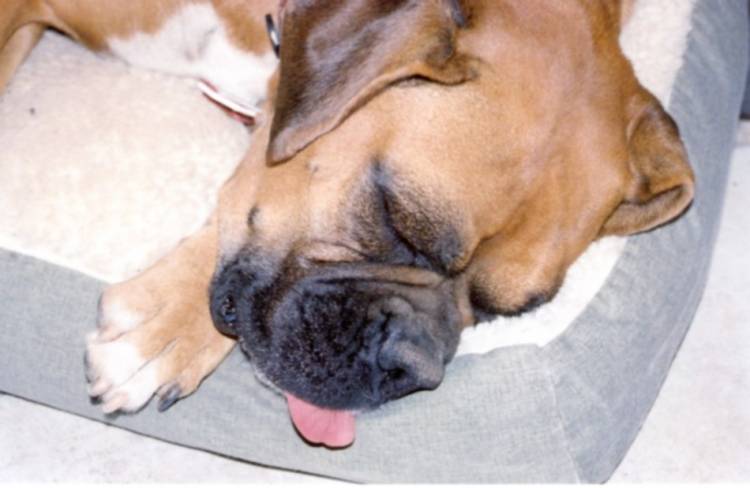 Sadie sleeping