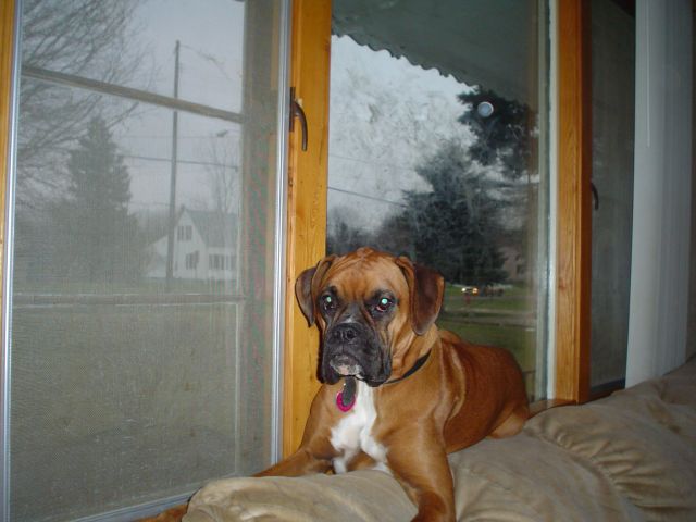 Sadie...waiting for daddy