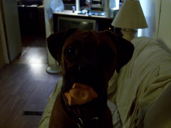 Sadie with a toy