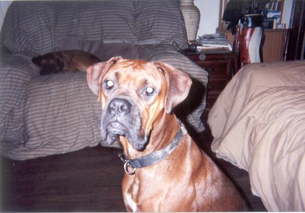 Sadie with Sam in back (RIP)