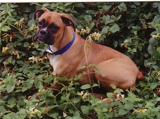 Sadie