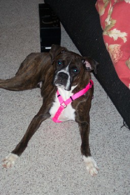 Sadie