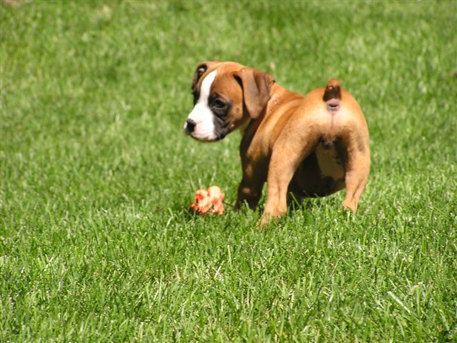Sadie