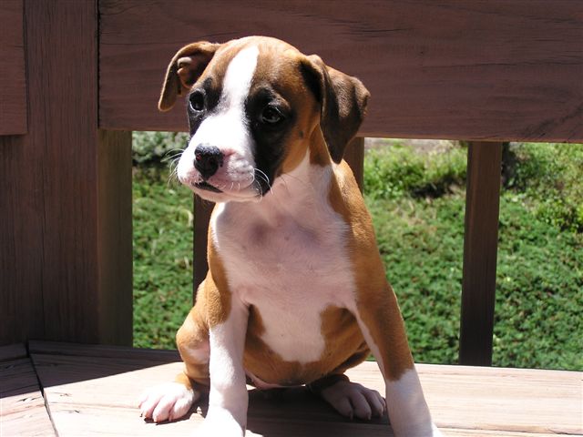 Sadie