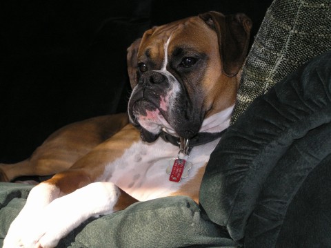 Sadie