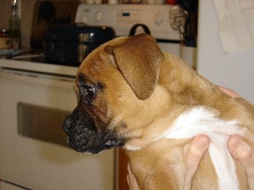Sadie