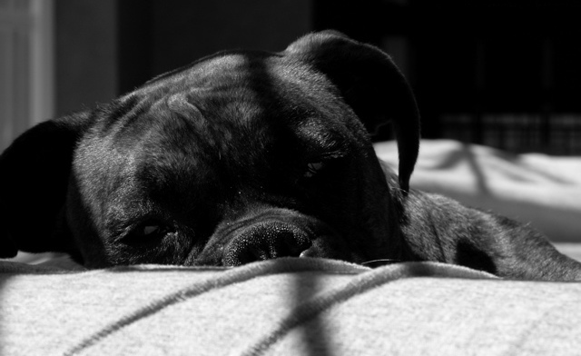 Sadie