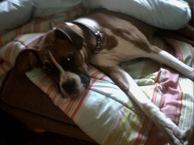 SADIE