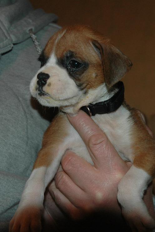 Sadie