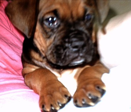 Sadie