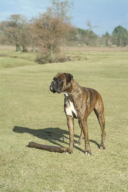 sadie1