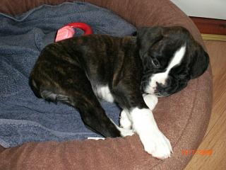 SADIE12