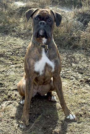 sadie3