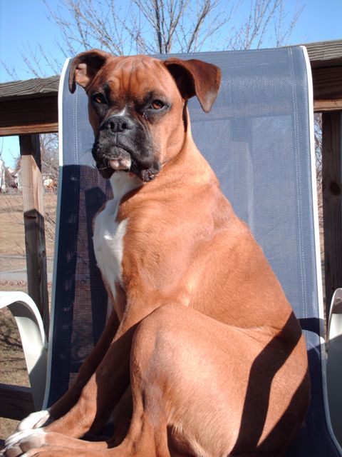 sadie's chair