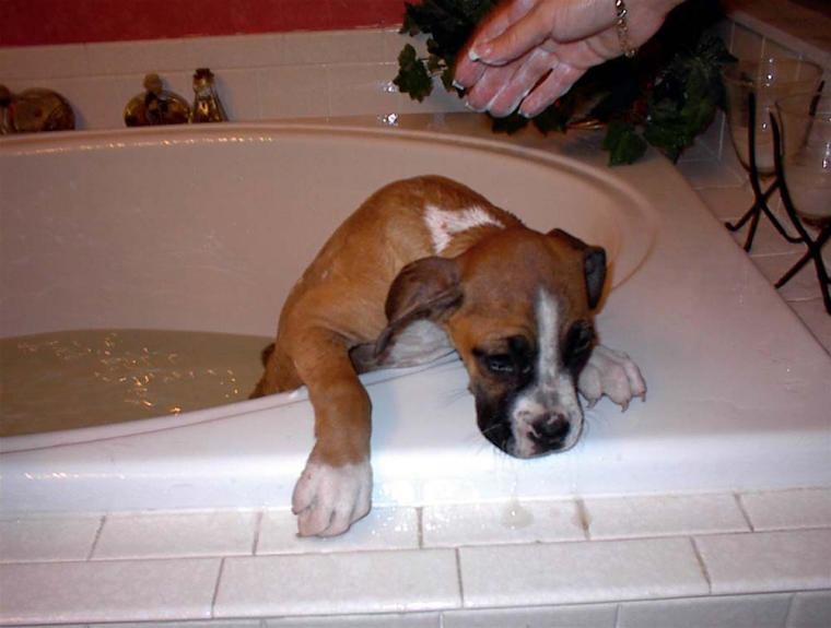 Sadie's First Bath