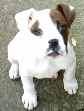 Saffy