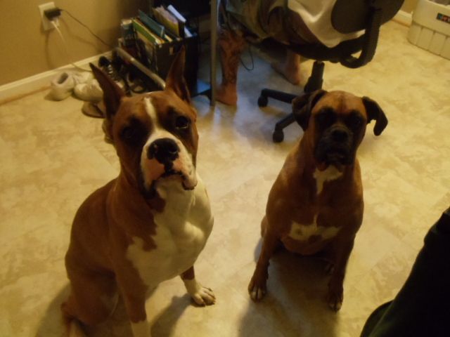 sage and chopper