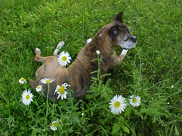 Sage in daisys1