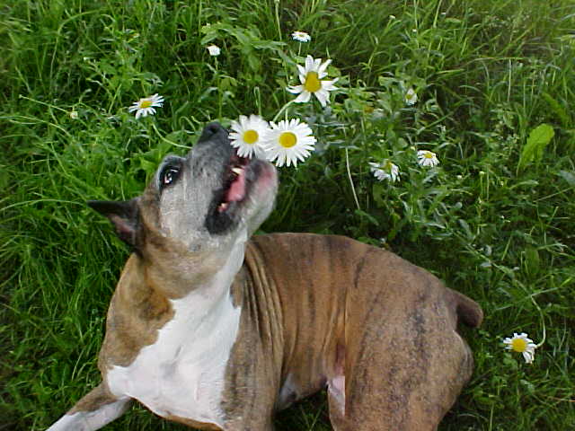 Sage playing in daisys