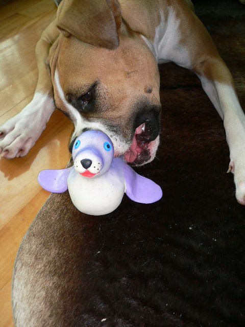 Sally the seal!