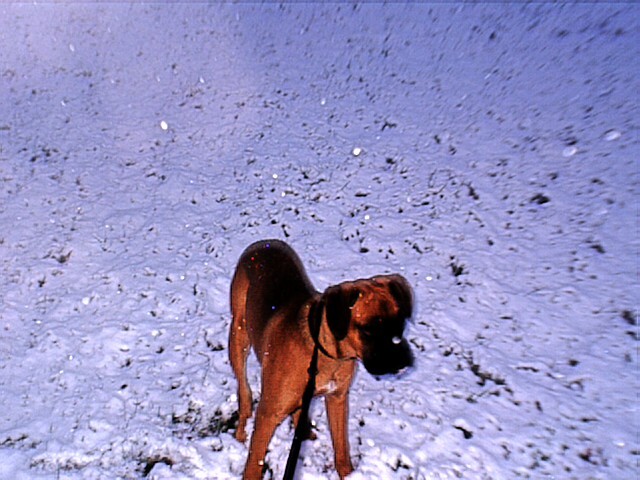 Sam in the snow