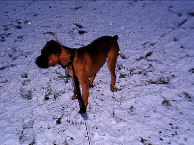 Sam is the snow2