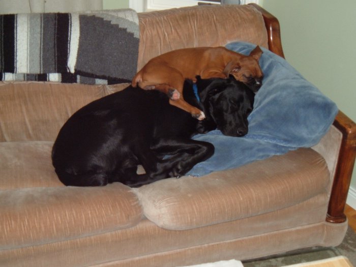 sam the pillow