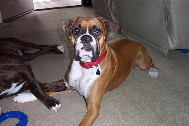 Samantha - 15 Month's Old